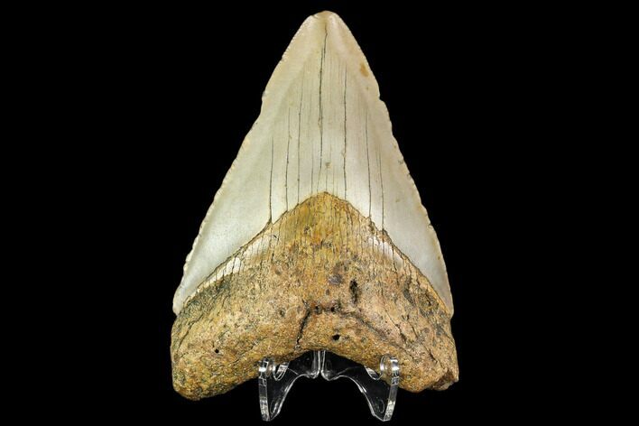Fossil Megalodon Tooth - North Carolina #109861